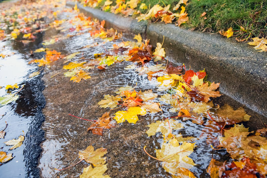 Fall leaves clogging stormwater drains at the curb in the street