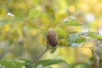 クスサンの繭（まゆ）