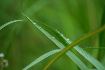 Water drop on green leaf in the garden