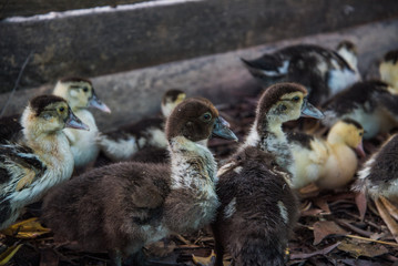 cute ducks under sunlight. on the ground in a traditional farm suitable for propagation.