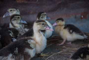 cute ducks under sunlight. on the ground in a traditional farm suitable for propagation.