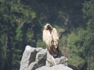 vulture on rock