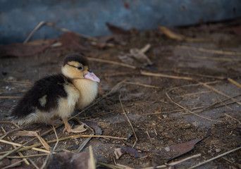 cute ducks under sunlight. on the ground in a traditional farm suitable for propagation.