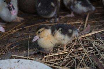 cute ducks under sunlight. on the ground in a traditional farm suitable for propagation.