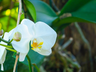 Orchid flower at spring day or winter in garden for postcard all festival, Happy New Year 2020,...