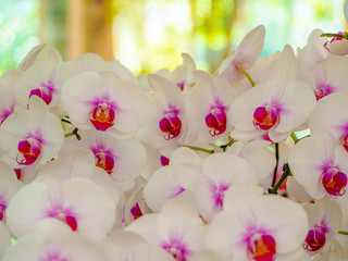 Orchid flower at spring day or winter in garden for postcard all festival, Happy New Year 2020,...