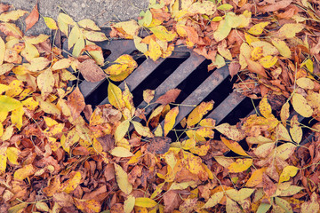 Fall leaves clogging a drain in the street