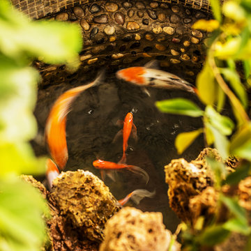 Bright asian fish photo close-up.