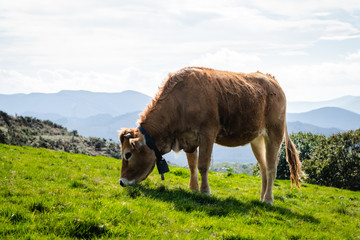Bulls and cows living in freedom in the mountains