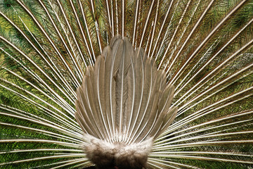 Beautiful peacock outdoors in the daytime.