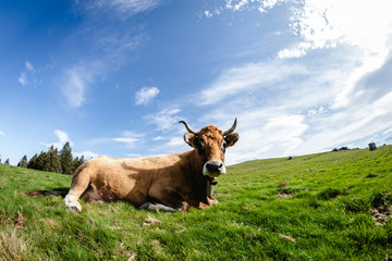 Cow living in freedom in the mountains. Look to camera