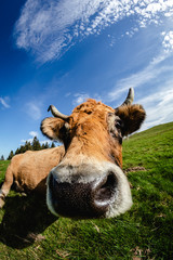 Curious cow near the camera. Funny face with wide angle