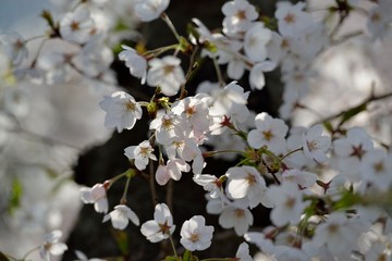 Obraz premium 桜