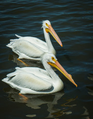 Two Pelicans