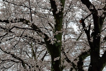 桜