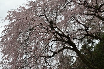 しだれ桜