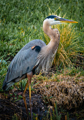 Blue Egret in the spring