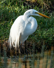 Great White Egret