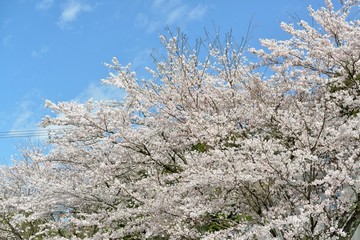 桜