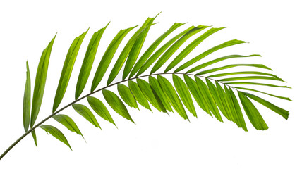 Macarthur palm leaves(Ptychosperma macarthurii)Tropical isolated on white background.