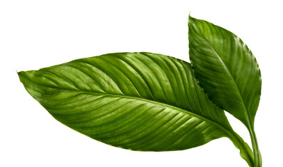 pathiphyllum wallisei leaf tropical isolated on white background.