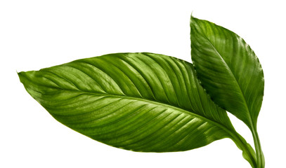 Obraz premium pathiphyllum wallisei leaf tropical isolated on white background.