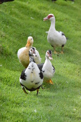 Duck hunt