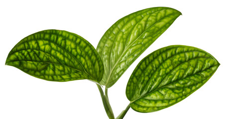 Monstera karstenianum leaves tropical isolated on white background.