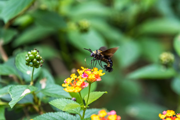 Formal Name: Macroglossum