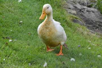 Duck hunt