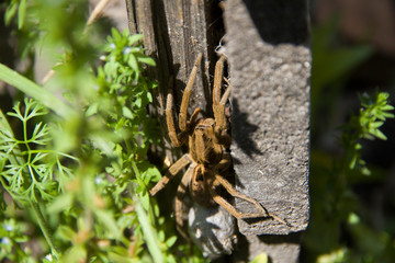 detail of wolf spider in the garden