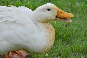 pato pato