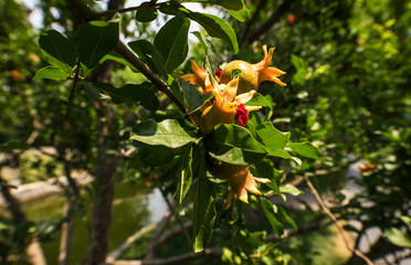 Fototapety na wymiar - Fototapeta24.pl