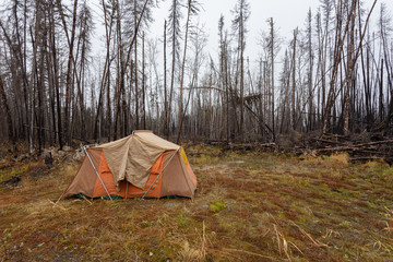tent in burnt forest