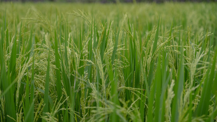Obraz premium Green rice field background