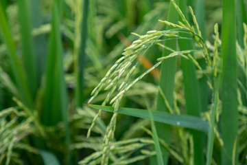Green rice field background