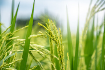 Green rice field background