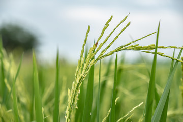 Green rice field background