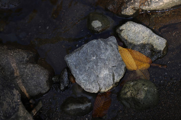 Georgia. Mountains and rivers of wildlife. The beauty and wealth of Georgia is forests and rivers.