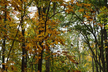 tree in autumn