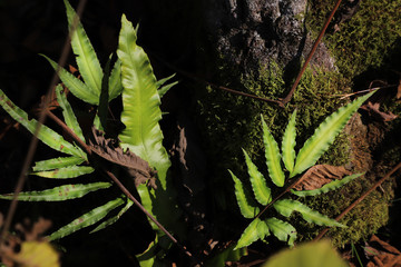 Georgia. Mountains and rivers of wildlife. The beauty and wealth of Georgia is forests and rivers.