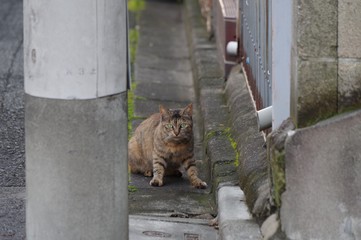 道端で身構えている猫