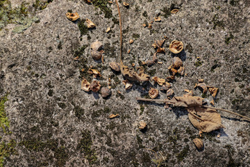 Walnut is not scattered on a stone