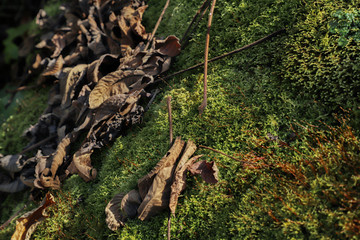 Georgia. Mountains and rivers of wildlife. The beauty and wealth of Georgia is forests and rivers.