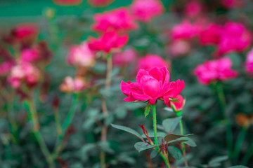 Obraz premium Hot Pink Flower / Rose