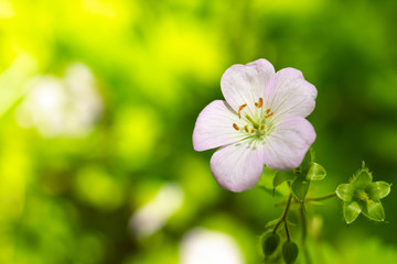 white flowers of a tree