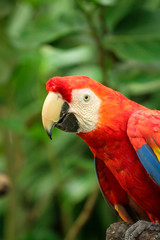 Red Macaw Portrait