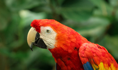Red Macaw Portrait
