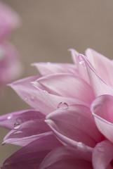 Dalia con gotas de agua