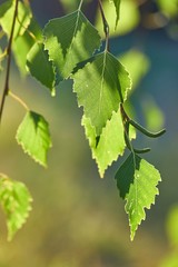 Green leaves of a tree in spring